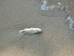 Gymnocephalus cernua