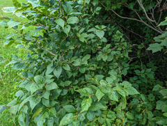 Ilex verticillata