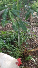 Dracunculus vulgaris
