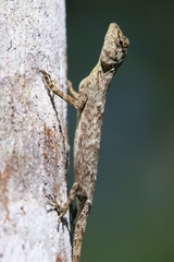 Draco spilonotus