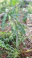 Dracunculus vulgaris
