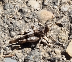 Oedipoda