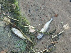 Gymnocephalus cernua