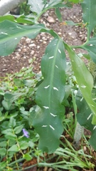 Dracunculus vulgaris