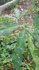 Dracunculus vulgaris