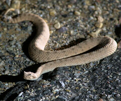 Crotalus cerastes