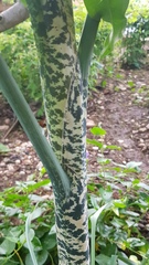 Dracunculus vulgaris