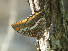 Charaxes jasius