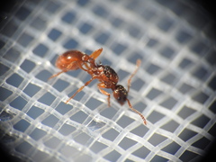 Myrmica ruginodis