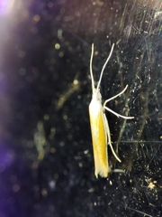Coleophora albella