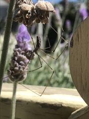 Pholcus phalangioides