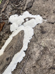 Ceratiomyxa fruticulosa