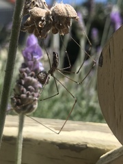 Pholcus phalangioides