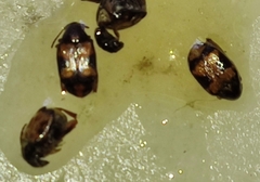 Bruchinae