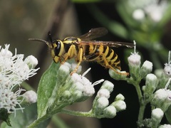 Vespula squamosa