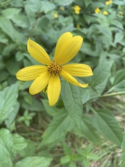 Helianthus divaricatus