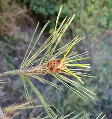 Pinaceae