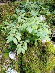 Lonicera caerulea