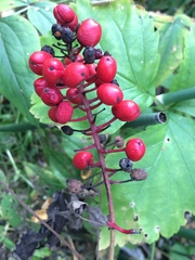 Actaea erythrocarpa