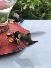 Philodice mitchellii