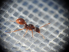 Myrmica ruginodis