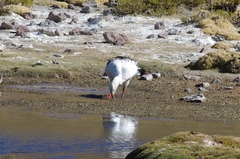 Oressochen melanopterus