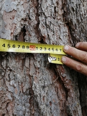 Pinus sibirica