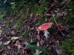 Amanita muscaria muscaria