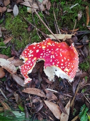 Amanita muscaria muscaria