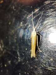 Coleophora albella
