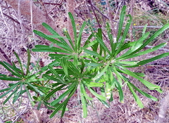 Banksia attenuata