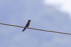 Hirundo angolensis