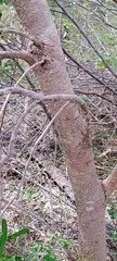 Banksia attenuata