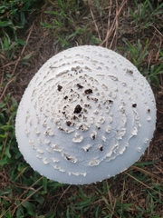 Saproamanita thiersii