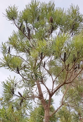 Banksia attenuata