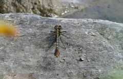 Dromogomphus spoliatus