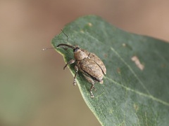 Curculio glandium