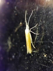 Coleophora albella