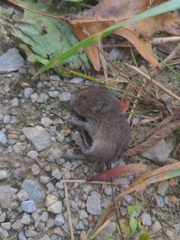 Microtus pennsylvanicus