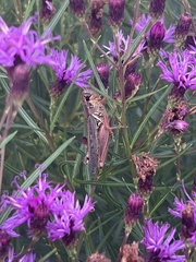 Melanoplus bivittatus