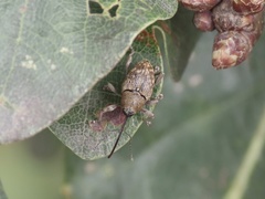 Curculio glandium