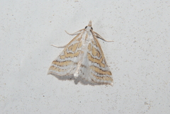 Leptosteges parthenialis
