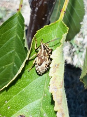 Carpocoris mediterraneus atlanticus