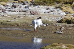 Oressochen melanopterus