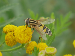Helophilus trivittatus