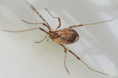 Paroligolophus agrestis