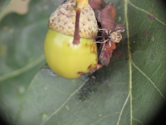 Curculio glandium