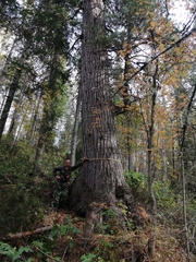 Pinus sibirica