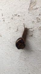 Helix lucorum