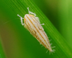 Cicadula